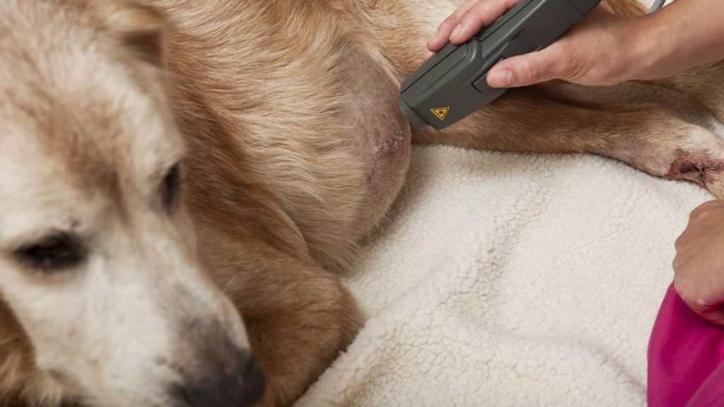 cold laser therapy device for dogs at home
