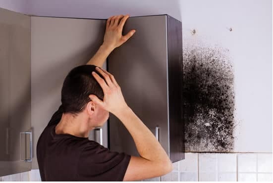 Mould Removal